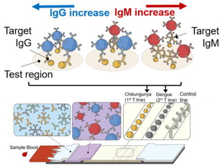 Two-color lateral flow assay for multiplex IgGIgM detection of several febrile illnesses