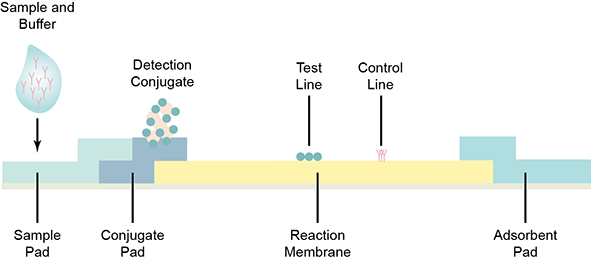 lateral flow assay test