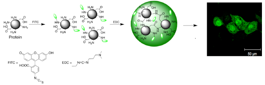 Protein-Based-Fluorescent-Nanoparticles.png