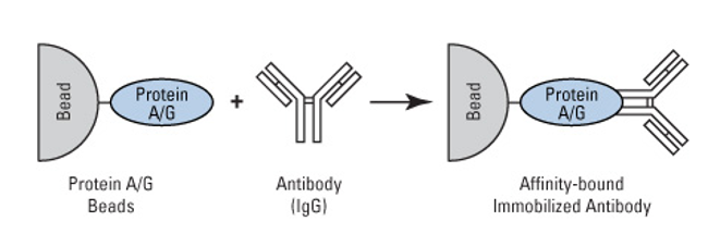 Protein Isolation Technical Platform - CD Bioparticles