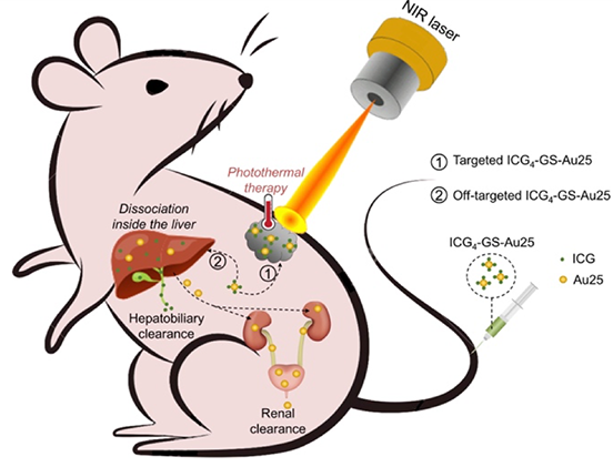 Gold Nanoparticles in Photothermal Therapy - CD Bioparticles