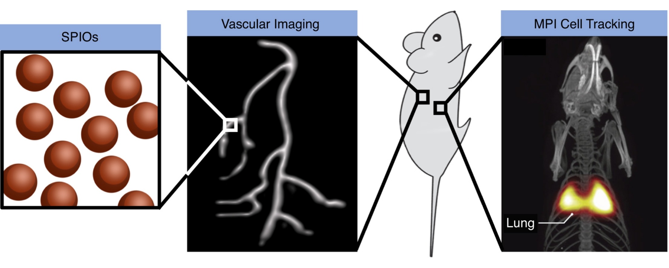 Beads for Stem Cell Tracking CD Bioparticles