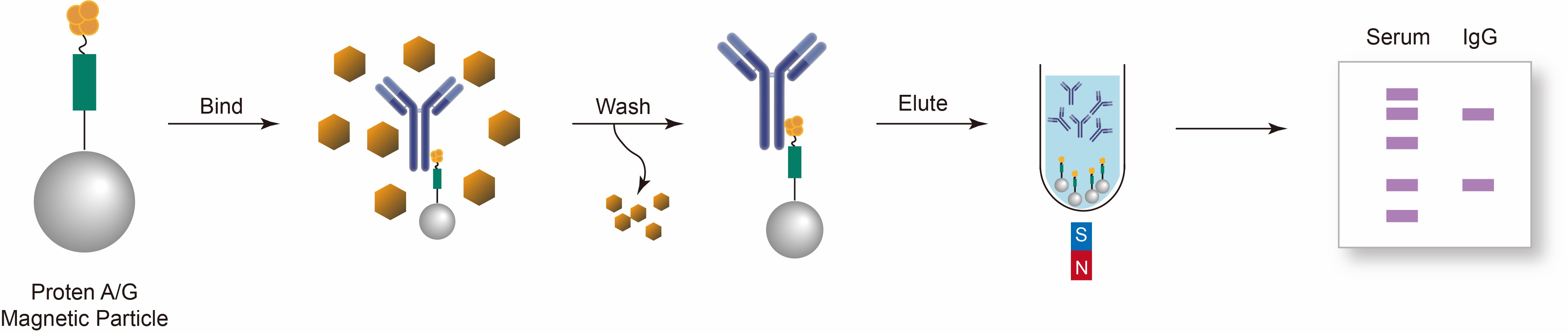 Protein A/G Particles CD Bioparticles