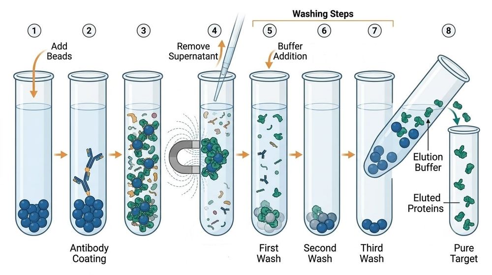Magnetic Beads for Protein Enrichment