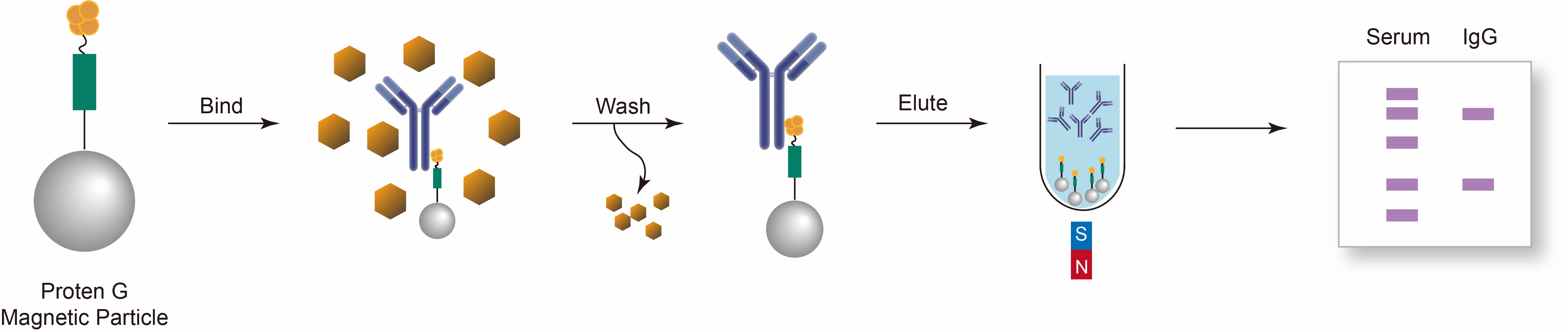 Protein G Particles CD Bioparticles