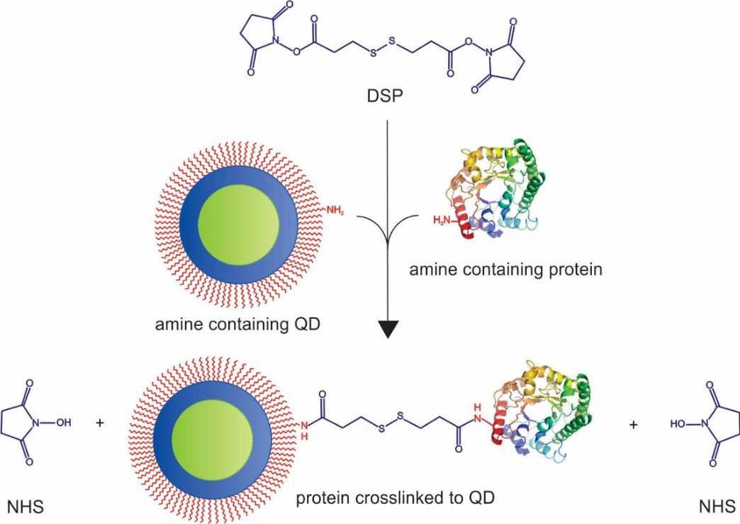 Quantum Dots Labeling Proteins - CD Bioparticles